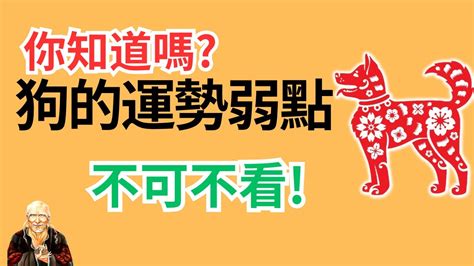 生肖狗的人|生肖狗: 性格，愛情，2024運勢，生肖1994，2006，2018